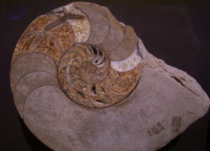 Nt_fossil_300