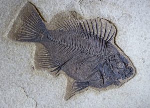 P1080426