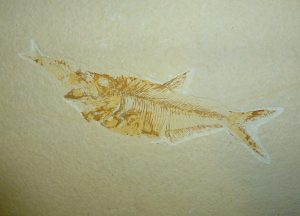 P1140309