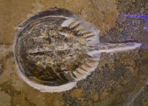 Pfschwk_fossil_300 (1)