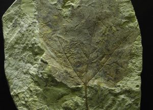 R0025127